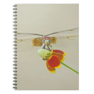 Karierter Setwing (Dythemis fugax) auf Mexikanisch Notizblock