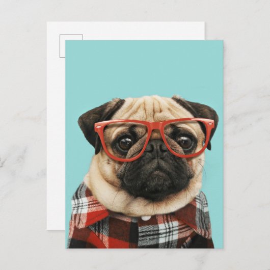 Karierter Shirt Mops Postkarte (Vorne/Hinten)