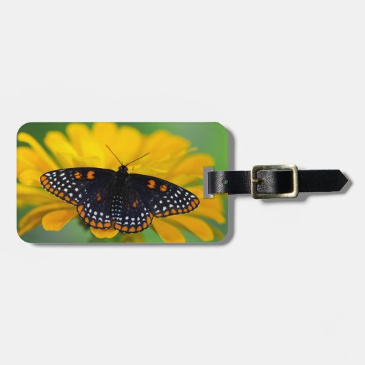 Karierter Stellen-Schmetterling Baltimores Gepäckanhänger (Vorderseite horizontal)