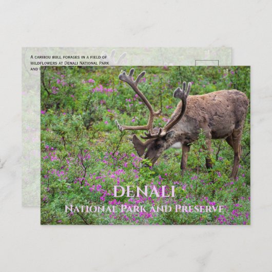 Kariou Bull Grazing, Denali National Park, AK Postkarte (Vorne/Hinten)