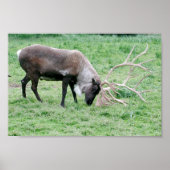 Kariou mit Antlern Poster (Vorne)