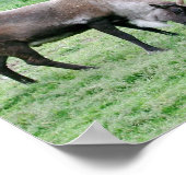 Kariou mit Antlern Poster (Ecke)