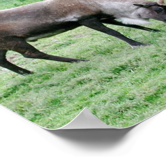 Kariou mit Antlern Poster (Ecke)
