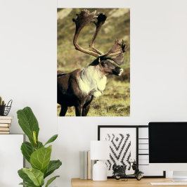Kariou/Reindeer Wildlife Lover Poster