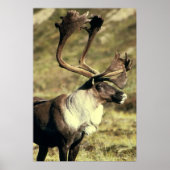Kariou/Reindeer Wildlife Lover Poster (Vorne)