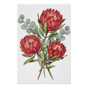 Karmesinrote Protea-Blumenstrauß-Wasserfarbe Poster