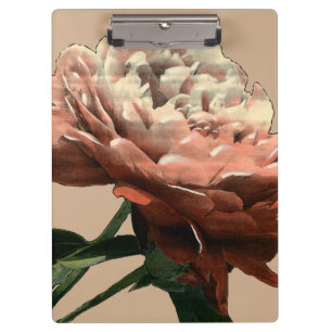 Karminrote Rote Rose mit weißen Akzenten Klemmbrett