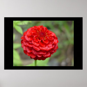 Karminroter roter Zinnia Poster