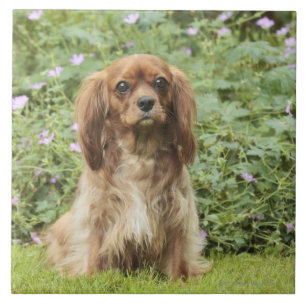 Karminroter unbekümmerter Königcharles Spaniel i Fliese