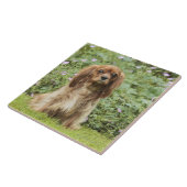 Karminroter unbekümmerter Königcharles Spaniel im Fliese (Seite)