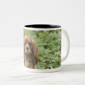 Karminroter unbekümmerter Königcharles Spaniel im Zweifarbige Tasse (VorderseiteRechts)