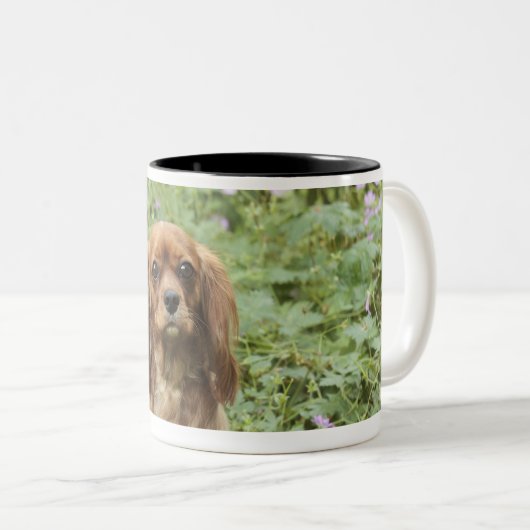 Karminroter unbekümmerter Königcharles Spaniel im Zweifarbige Tasse (VorderseiteRechts)