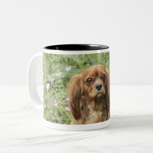 Karminroter unbekümmerter Königcharles Spaniel im Zweifarbige Tasse (Vorderseite Links)