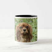 Karminroter unbekümmerter Königcharles Spaniel im Zweifarbige Tasse (Mittel)