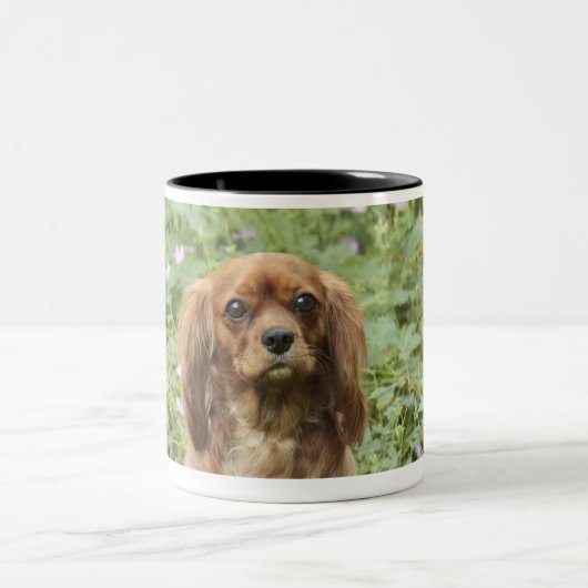 Karminroter unbekümmerter Königcharles Spaniel im Zweifarbige Tasse (Mittel)
