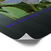 Karner-Blau Poster (Ecke)