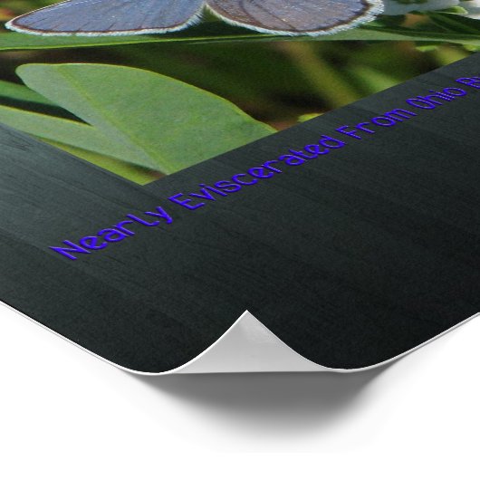 Karner-Blau Poster (Ecke)