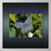 Karner-Blau Poster (Vorne)