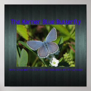 Karner-Blau Poster