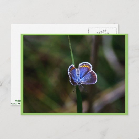 Karner Blue Butterfly Postkarte (Vorne/Hinten)