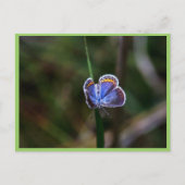Karner Blue Butterfly Postkarte (Vorderseite)