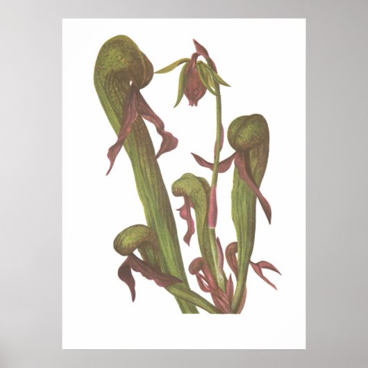 Karnevorische Pflanze - Darlingtonia californica Poster (Vorne)
