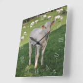 Karolais-Kalb auf einem Feld Quadratische Wanduhr (Winkel)