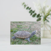 Karondback Terrapin Schildkröte Postkarte (Stehend Vorderseite)