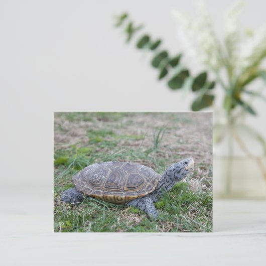 Karondback Terrapin Schildkröte Postkarte (Stehend Vorderseite)