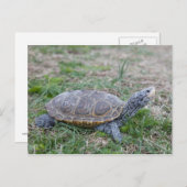 Karondback Terrapin Schildkröte Postkarte (Vorne/Hinten)