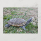 Karondback Terrapin Schildkröte Postkarte (Vorderseite)