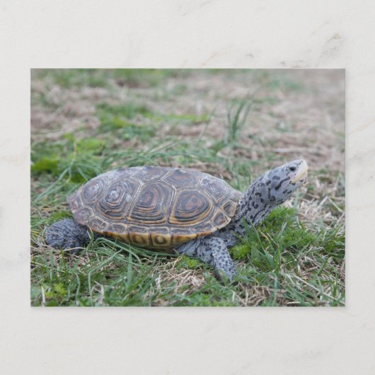Karondback Terrapin Schildkröte Postkarte (Vorderseite)