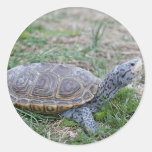 Karondback Terrapin Schildkrötenkleber Runder Aufkleber
