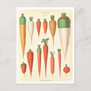 Karotten Botanische Illustration aus einem Saatkat Postkarte