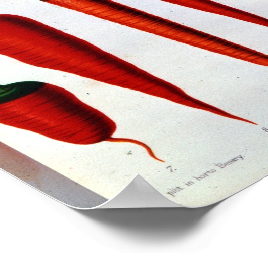 Karotten Poster (Ecke)