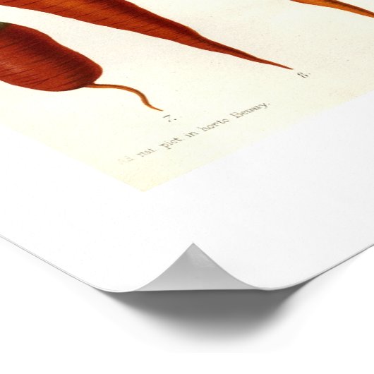 Karotten Poster (Ecke)