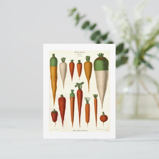Karotten Postkarte (Stehend Vorderseite)