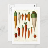 Karotten Postkarte (Vorne/Hinten)