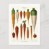 Karotten Postkarte (Vorderseite)