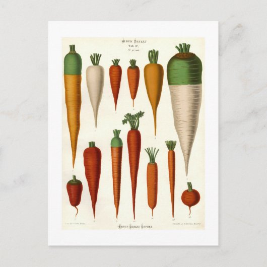 Karotten Postkarte (Vorderseite)