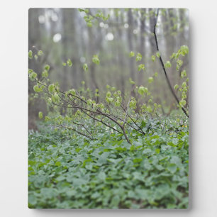Karpaten-Waldboden Rumänien Naturfotografie Fotoplatte
