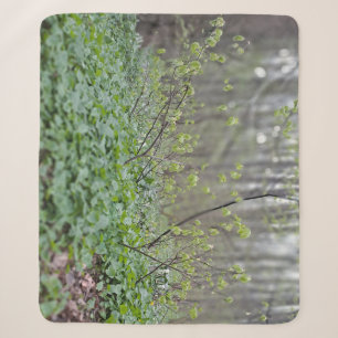 Karpaten-Waldgrund Rumänien Naturfotografie Sherpadecke