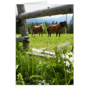 Karpatenberge - Ukraine