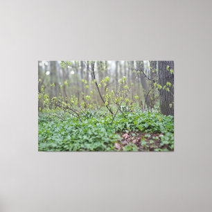 Karpatenwald-Boden Rumänien Naturfotografie Leinwanddruck