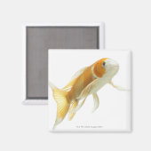 Karpfen (Cyprinus carpio) Magnet (Vorderseite/Rückseite)