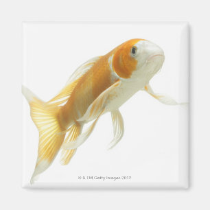Karpfen (Cyprinus Carpio) Magnet