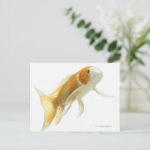 Karpfen (Cyprinus carpio) Postkarte (Stehend Vorderseite)