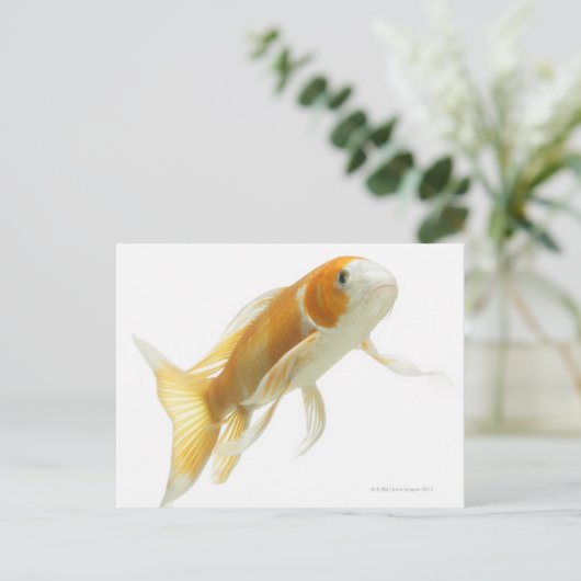 Karpfen (Cyprinus carpio) Postkarte (Stehend Vorderseite)