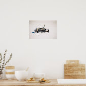 Karpfen Poster (Küche)