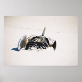 Karpfen Poster (Vorne)